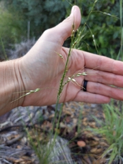 Piptochaetium fimbriatum