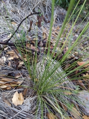 Piptochaetium fimbriatum