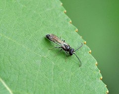 Mimumesa