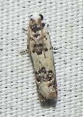 Eucosma ornatula