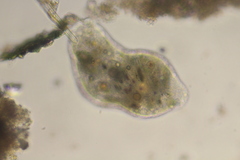 Pelomyxa