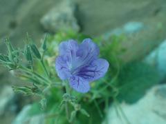 Ruellia ciliatiflora