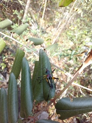 Pterophylla beltrani