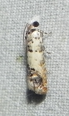 Eucosma ornatula