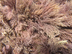 Lithothrix aspergillum