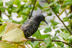 Sturnus vulgaris