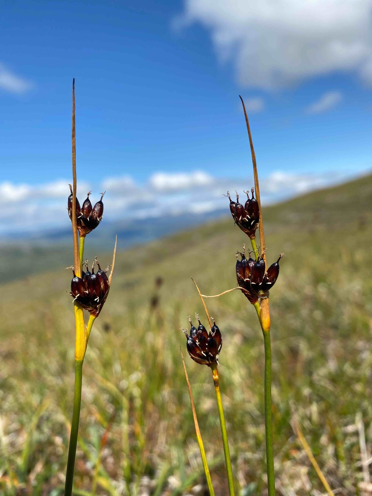 Juncus castaneus