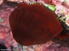 Actinia nigropunctata