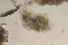 Pelomyxa