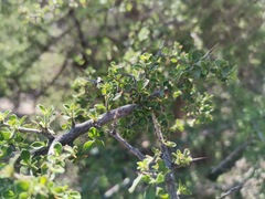 Condalia correllii