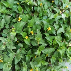 Calyptocarpus vialis