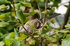 Mimus polyglottos