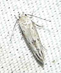 Mompha brevivittella
