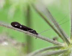 Athripsodes albifrons