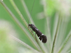 Athripsodes albifrons