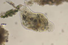 Pelomyxa