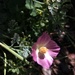 photo of California Poppy (Eschscholzia californica)