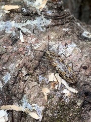 Monochamus marmorator