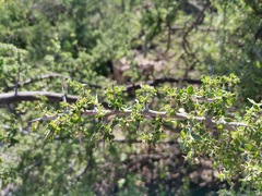 Condalia correllii