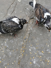 Columba livia domestica