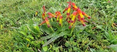 Lachenalia quadricolor