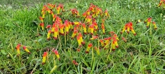 Lachenalia quadricolor