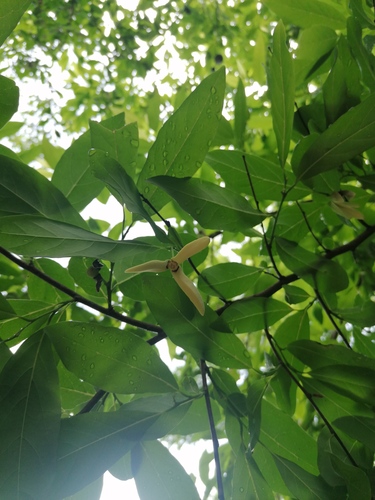 Annona reticulata - Leaves