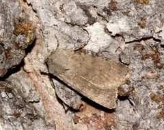 Euxoa comosa comosa