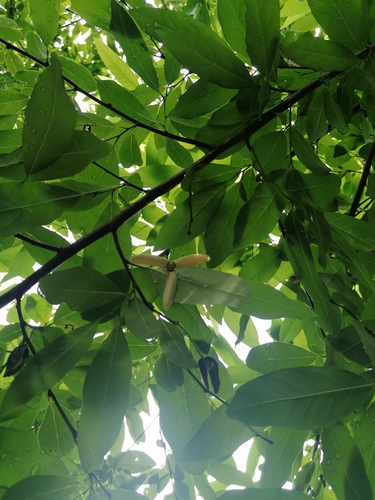 Annona reticulata - Whole tree