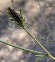 Cordylanthus rigidus rigidus