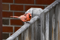 Cardinalis cardinalis