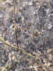 Cordylanthus rigidus rigidus