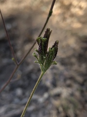 Cordylanthus rigidus rigidus