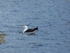 Larus marinus