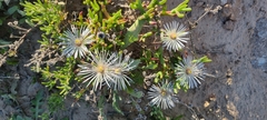 Vanzijlia annulata