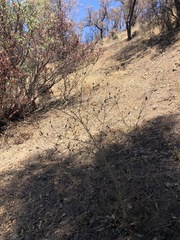 Cordylanthus rigidus rigidus