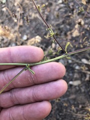 Cordylanthus rigidus rigidus