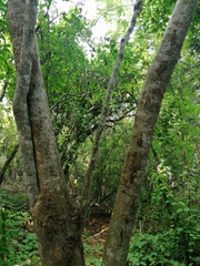 Hippomane mancinella