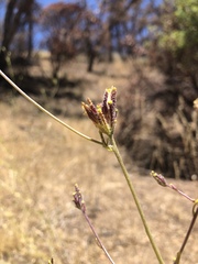 Cordylanthus rigidus rigidus