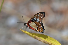 Graphium angolanus