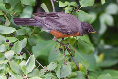 Turdus migratorius
