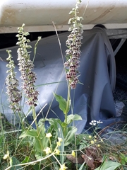 Epipactis helleborine tremolsii