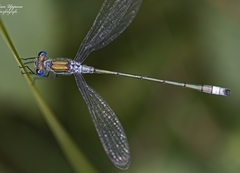 Lestes sponsa