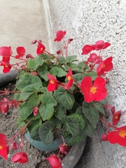 Begonia