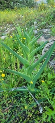 Ferraria crispa