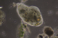 Pelomyxa