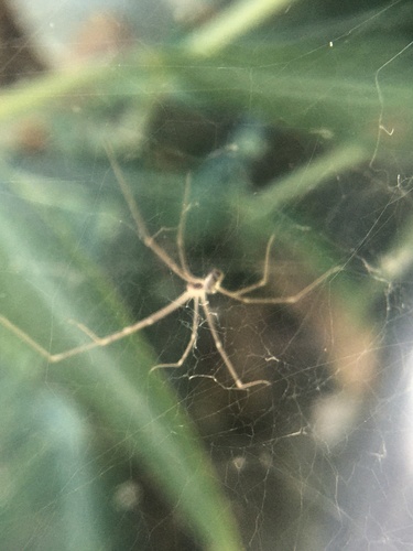 photo of Marbled Cellar Spider (Holocnemus pluchei)