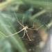 photo of Marbled Cellar Spider (Holocnemus pluchei)
