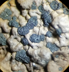 Umbilicaria hyperborea