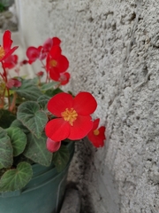 Begonia